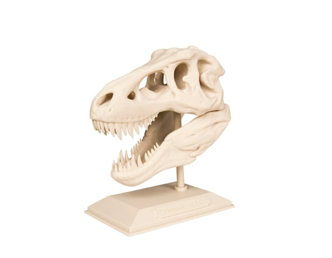 The T-Rex Skull